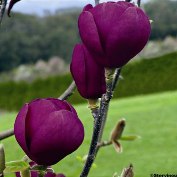 Magnolia Black Tulip - Beverboom