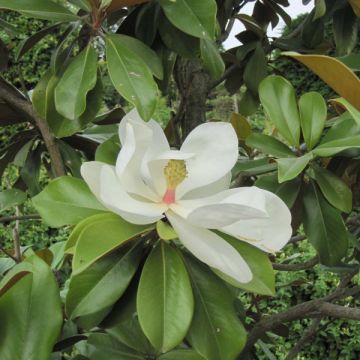 Magnolia grandiflora Galissonière - Zuidelijke magnolia