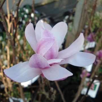 Magnolia loebneri Leonard Messel - Beverboom