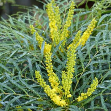 Mahonia Soft Caress - Mahonie