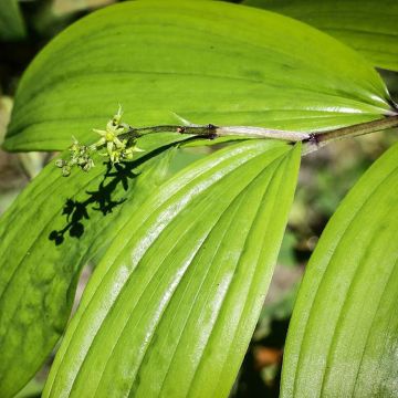 Maianthemum tatsienense - Dalkruid