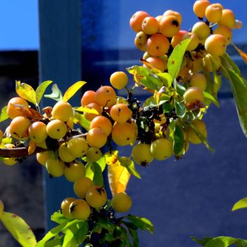 Malus Golden Hornet - Sierappel