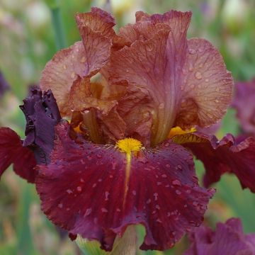Iris germanica Marron Chaud - Baardiris