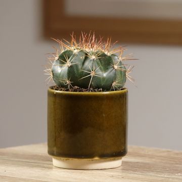 Melocactus azureus - Meloencactus
