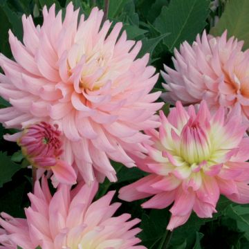 Dwergdahlia Melody Gipsy