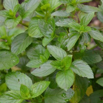 Sinaasappelmunt - Mentha piperita Orange