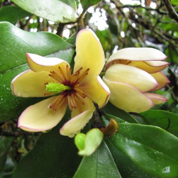 Magnolia figo - Bananenstruik