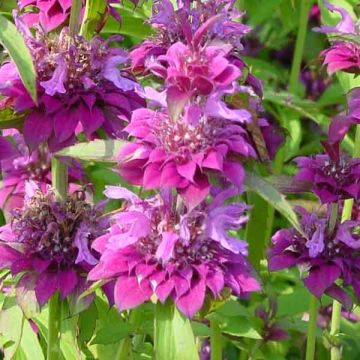 Monarda Bergamo - Bergamotplant