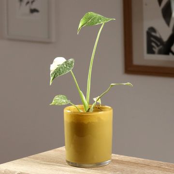 Monstera Thai Constellation - Gatenplant