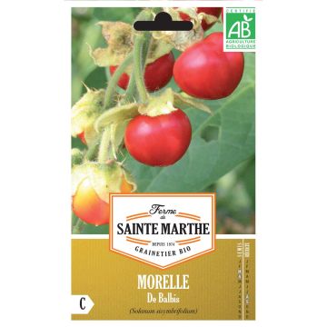 Litchitomaat BIO Ferme de Sainte Marthe - Solanum sisymbriifolium