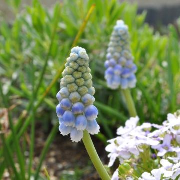 Muscari aucheri Ocean Magic - Blauwe druifjes