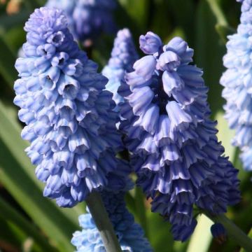Muscari azureum - Blauwe druifjes