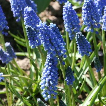 Muscari aucheri Early Magic - Blauwe druifjes