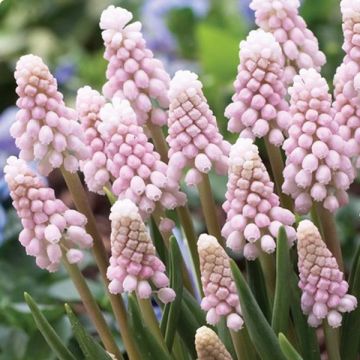 Muscari Pink Sunrise - Blauwe druifjes