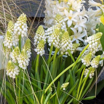 Muscari armeniacum White Pearl - Blauwe druifjes