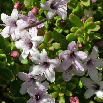 Myoporum parvifolium Roze - Dwerglepeltjesboom