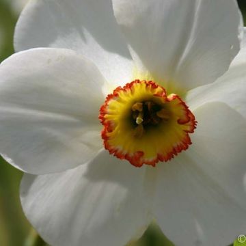 Narcissus Edna Earl - Grootkronige narcis