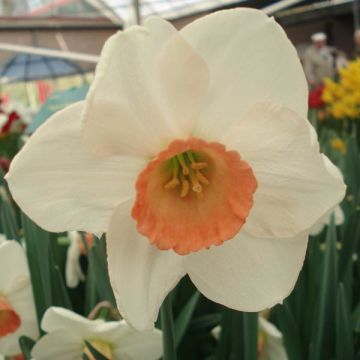 Narcissus Fragrant Rose - Grootkronige narcis