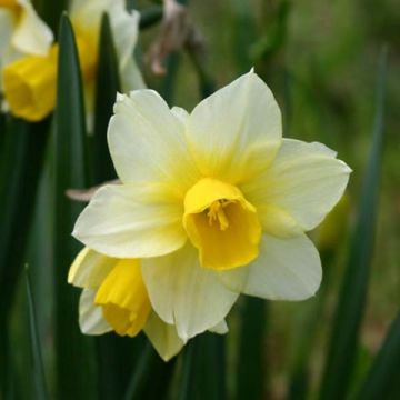 Narcissus Golden Echo - Jonquilla-narcis