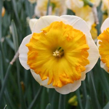 Narcissus Parabole - Grootkronige narcis