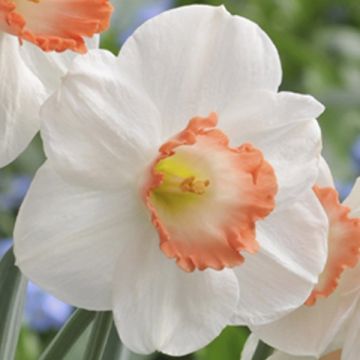Narcissus Pink Pride - Grootkronige narcis