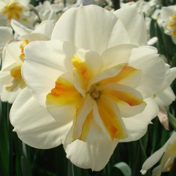 Narcissus Sorbet - Spleetkronige narcis