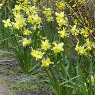 Narcissus Stint - Triandrus-narcis