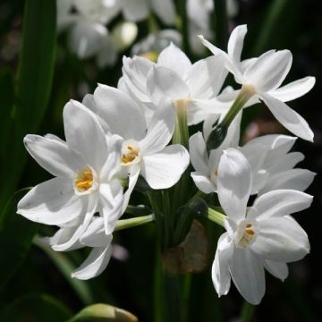 Narcissus Nir - Tazetta-narcis