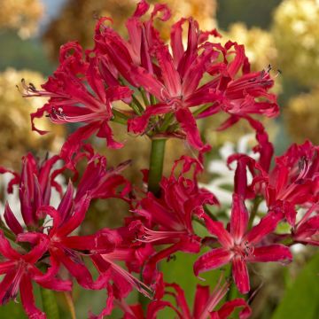 Nerine elegance Pearls of Cherry - Kliplelie
