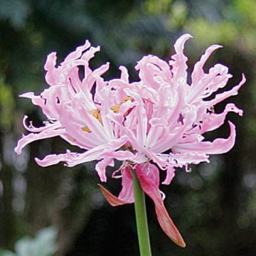 Nerine flexuosa Roze - Kliplelie