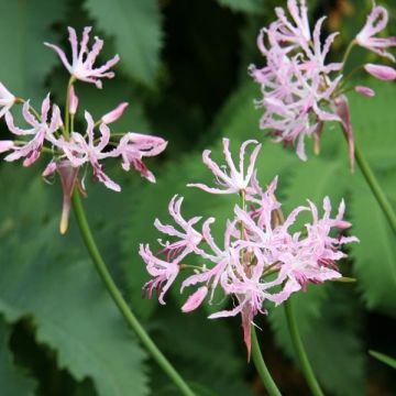 Nerine undulata - Kliplelie