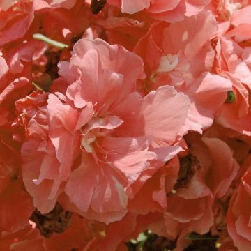 Nerium oleander Roze Zalm Dubbel - Oleander