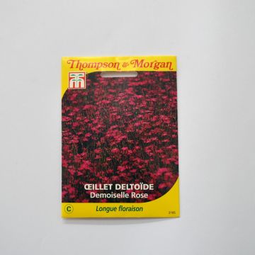 Steenanjer Demoiselle Roze (zaad) - Dianthus deltoides