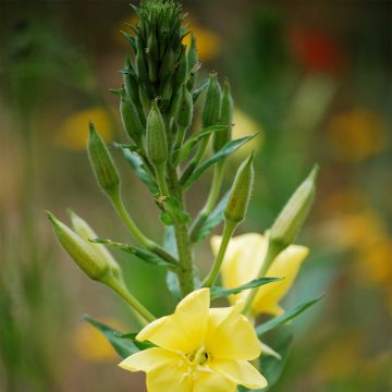 Teunisbloem BIO Ferme de Sainte Marthe - Oenothera biennis