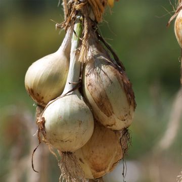 Ui Ailsa Craig - Ferme de Sainte Marthe