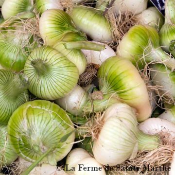 Ui Premier - Ferme de Sainte Marthe