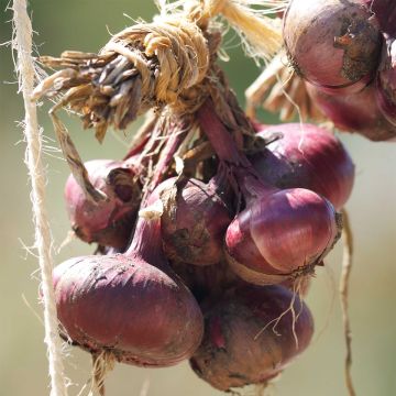 Rode ui Rode van Brunswic Ferme de Ste Marthe