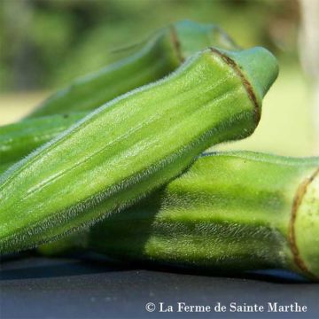 Okra Clemson Spineless - Ferme de Sainte Marthe