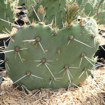 Opuntia discata - Schijfcactus