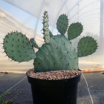 Opuntia sanguinicola - Schijfcactus