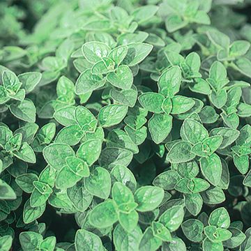 Wilde marjolein BIO - (zaad)