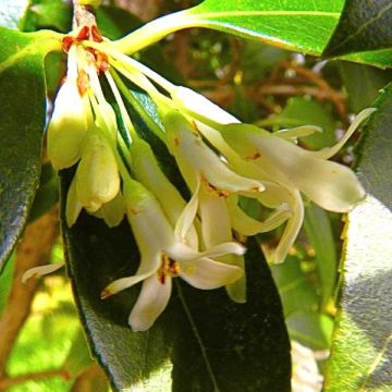 Osmanthus burkwoodii - Schijnhulst