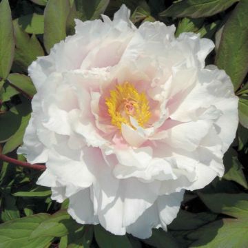 Paeonia suffruticosa White - Boompioen