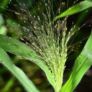 Panicum elegans QIS Sprinkles (zaad) - Vingergras