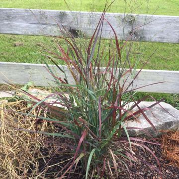 Panicum virgatum Hot Rod - Vingergras