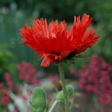 Papaver orientale Curlilocks - Oosterse papaver