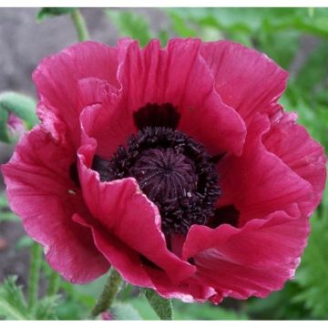 Papaver orientale Marlene - Oosterse papaver