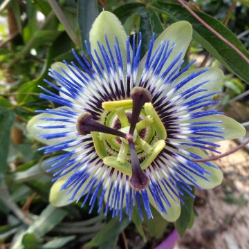 Passiflora caerulea - Blauwe passiebloem
