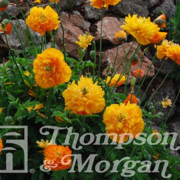 Meconopsis cambrica Double Mixed (zaad) - Schijnpapaver