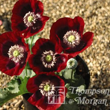 Papaver somniferum Cherry Glow (zaad) - Eenjarige slaapbol